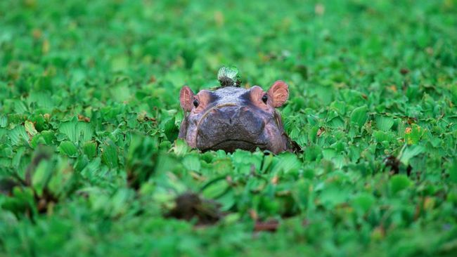 Publik Thailand telah jatuh cinta pada Moo Deng, seekor bayi kuda nil kerdil menggemaskan koleksi Kebun Binatang Terbuka Khao Kheow di Chon Buri, Thailand.