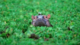 Viral Bayi Kuda Nil Moo Deng, Warga Berebut Foto di Kebun Binatang
