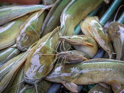 Catat! 5 Jenis Ikan yang Murah Harganya tapi Bernutrisi Tinggi
