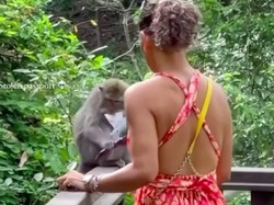 Monyet Nakal! Paspor Turis Bali Direbut kemudian Dirobek
