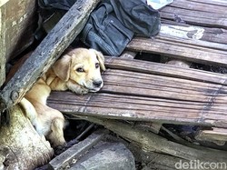 Gonjang-ganjing Daging Anjing: Dari Tepi Hutan ke Meja Makan