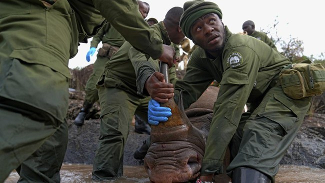 FOTO: Kenya Relokasi 21 Badak Hitam yang Terancam Punah