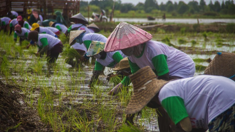 Manfaat dari pengembangan ekosistem food estate diakui tak didapat dalam jangka waktu pendek. Butuh waktu sekitar lima tahun sejak ekosistem dimulai,