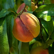 Simak 5 Manfaat Buah Peach untuk Kecantikan, Baik untuk Cegah Penuaan!