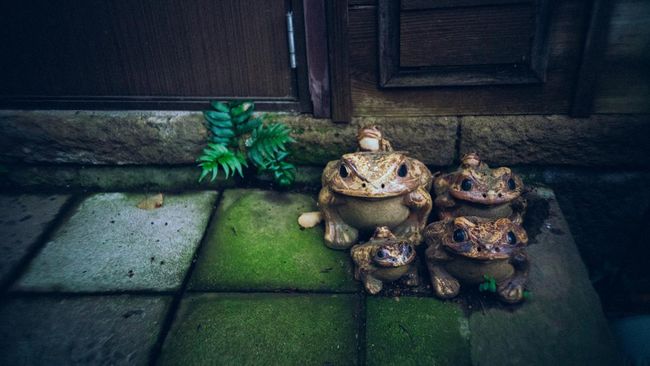 Cara menghilangkan lumut di keramik kamar mandi dan area luar ruangan sebenarnya tidak terlalu sulit. Lumut bisa dilibas dengan cara-cara berikut.