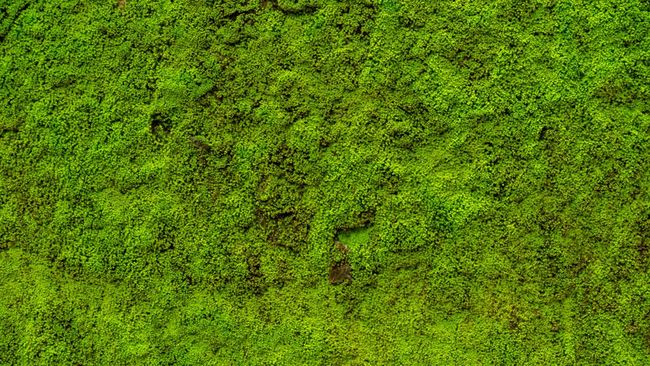 Saat hujan sering turun, lantai rumah sering kali jadi berlumut. Bagaimana cara membersihkan lantai berlumut di teras rumah?