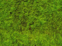 Tumbuhan Apa yang Pertama Kali Tumbuh di Bumi? Ternyata Ini