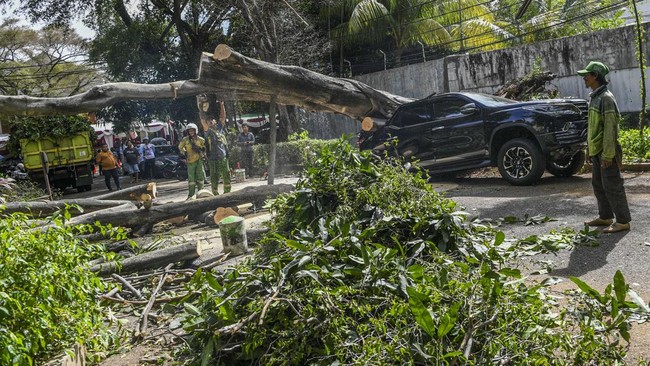 Sekjen PDIP Hasto Kristiyanto menyinggung pohon tumbang di dekat rumah Prabowo Subianto pertanda calon presiden nomor urut 2 itu tidak peduli dengan lingkungan.