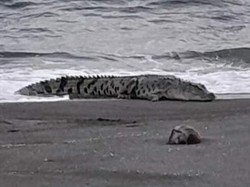Heboh Buaya Muncul di Pantai Silopo Polman, Warga Diminta Waspada