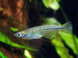 Unik! Ikan Jantan dari Spesies Ini Bisa Kawin hingga 19 Kali Sehari