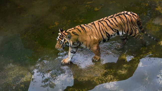 Seorang pria yang diduga pengunjung tewas usai masuk ke kandang harimau di Yorkshire Wildlife Park, Inggris.