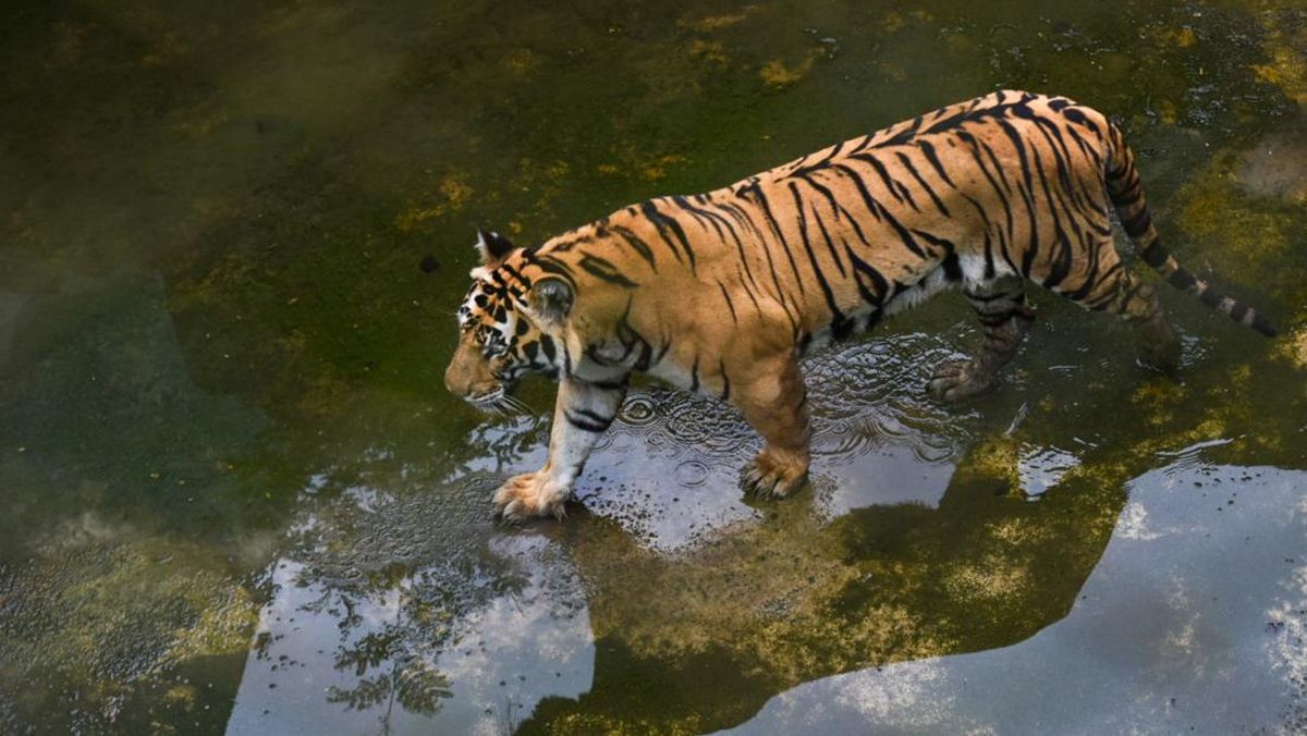 Tragedi Kebun Binatang Inggris, Pria Tewas Usai Masuk Kandang Harimau