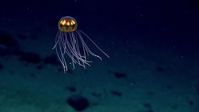FOTO: Warna-warni Satwa Unik di Laut Terdalam