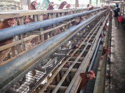Proyek Hilirisasi Peternakan Ayam Groundbreaking Awal Februari