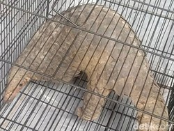 Seekor Tenggiling Selamat dalam Karhutla di Sampit