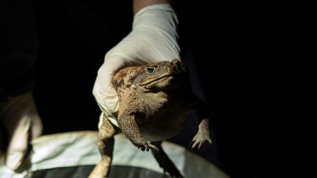 Sebelum ditemukannya kulkas, mengawetkan makanan membutuhkan banyak inovasi dan kerja keras. Orang-orang Rusia menggunakan katak untuk menjaga kesegaran susu.
