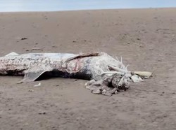 Ada Makhluk Laut Misterius Ditemukan Terdampar di Pantai, Ukurannya 6 Meter
