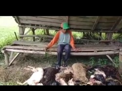 Terungkap! Ini Penyebab Kematian Misterius 6 Domba di Tasikmalaya