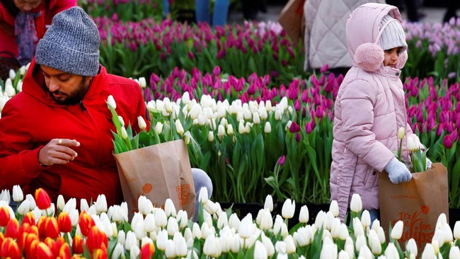 FOTO: Perayaan Hari Tulip Nasional di Amsterdam