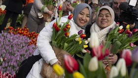 FOTO: Perayaan Hari Tulip Nasional di Amsterdam