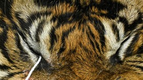 FOTO: PNS Aceh Timur Diduga Terlibat Perdagangan Ilegal Kulit Harimau