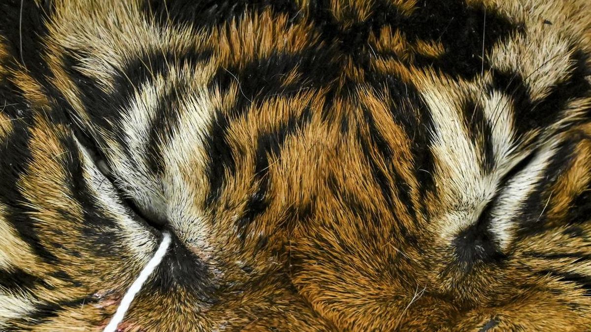 Petani Kopi di Lampung Barat Tewas Diduga Dimangsa Harimau Sumatera