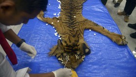 Dua Penjual Kulit Harimau di Tapsel Sumut Dituntut 3,5 Tahun Bui