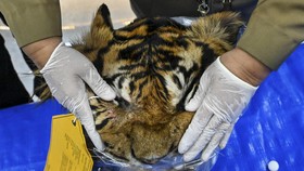Dua Penjual Kulit Harimau Sumatra Divonis 2,5 Tahun Penjara