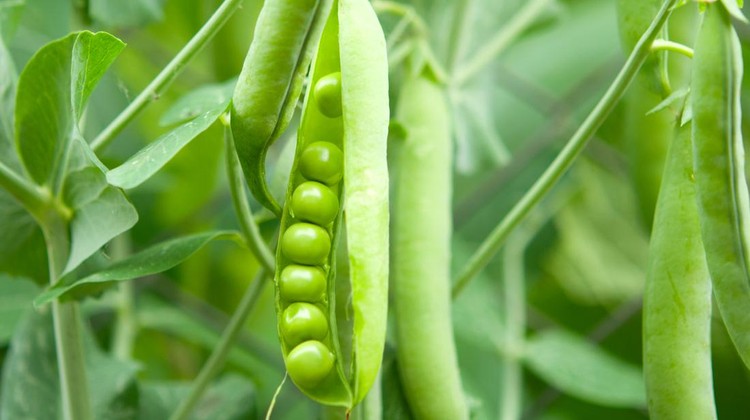 tanaman kacang polong