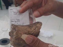 Museum Patiayam Kudus Punya Kaki Banteng Purba Berusia Jutaan Tahun