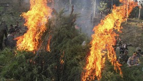 FOTO: Pemusnahan Ladang Ganja 22 Ribu Batang di Aceh Utara
