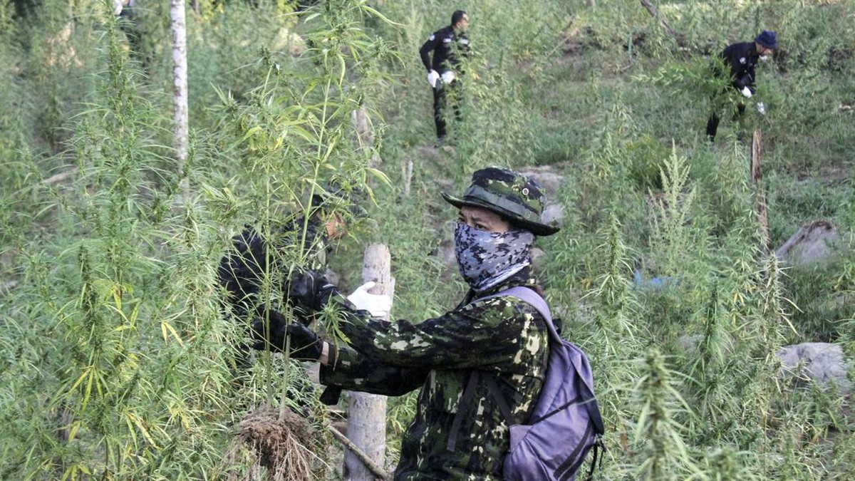 FOTO: Pemusnahan Ladang Ganja 22 Ribu Batang di Aceh Utara