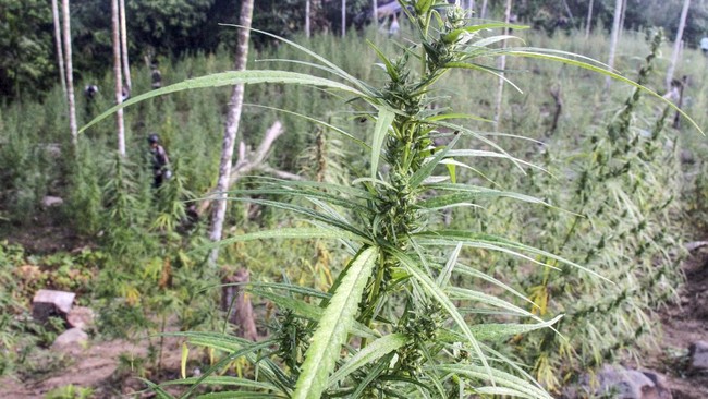 Ratusan barang bukti pohon ganja yang diamankan dari lereng Gunung Semeru sudah disita di Mapolres Lumajang, dua terduga pelaku sedang diperiksa intensif.