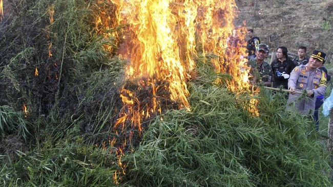 FOTO: Pemusnahan Ladang Ganja 22 Ribu Batang di Aceh Utara
