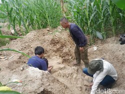 Wow! Fosil Gajah Purba Hampir Utuh Ditemukan di Kebun Jagung!