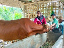 Jelang Idul Adha, Kenali Wabah PMK dan Tips Memilih Hewan Kurban yang Sehat