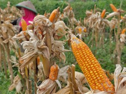Harga Acuan Jagung Bakal Naik Jadi Rp 5.000/Kg, Gabah Rp 6.000/Kg
