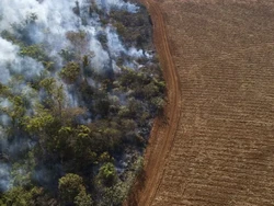 Azab Membabat Hutan dan yang Bisa Dilakukan untuk Hentikannya