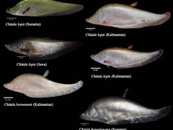 Dinyatakan Punah 172 Tahun Lalu, Ikan Purba Ini Kembali Ditemukan!