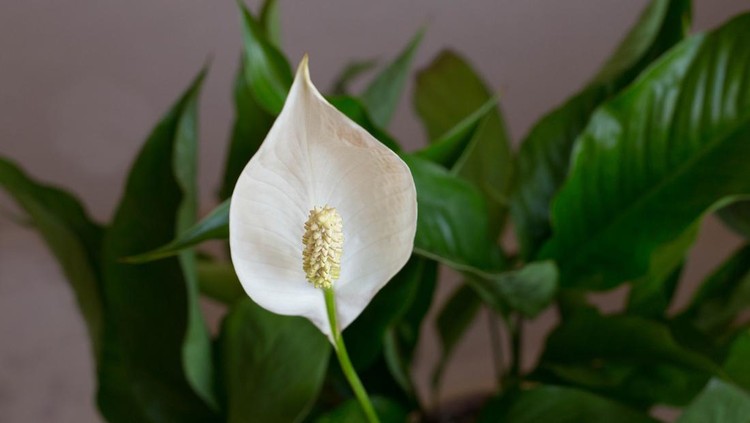 Ilustrasi peace lily Ilustrasi peace lily