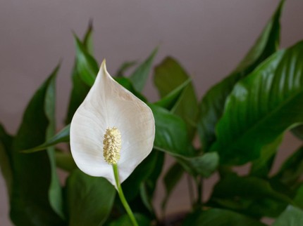 10 Tanaman Hias Dalam Ruangan yang Bermanfaat untuk Kesehatan