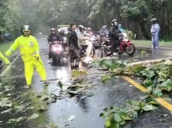 Pohon Tumbang di Arteri Ngawi-Solo, Pengguna Jalan Diimbau Masuk Tol