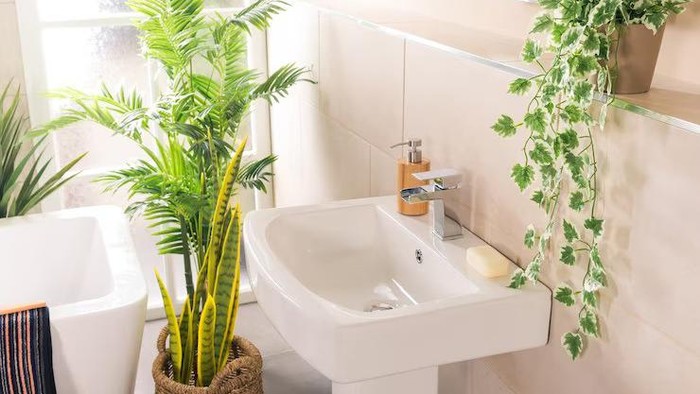 5 Tanaman Hias yang Cocok Disimpan di Kamar Mandi