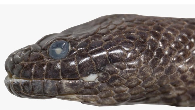 Sejumlah peneliti menemukan spesies baru ular di Sulawesi yang diberi nama Hypsiscopus indonesiensis, salah satu satwa endemik Celebes.
