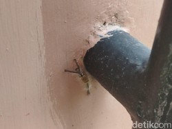 10 Cara Membasmi Ulat Bulu di Rumah dan Mencegahnya Datang Kembali