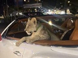 Gegara Bawa Singa Jalan-jalan di Pattaya, Pemilik Ditangkap