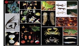 49 Jenis Baru Flora Fauna RI Ditemukan di 2023, Sulawesi Dominan