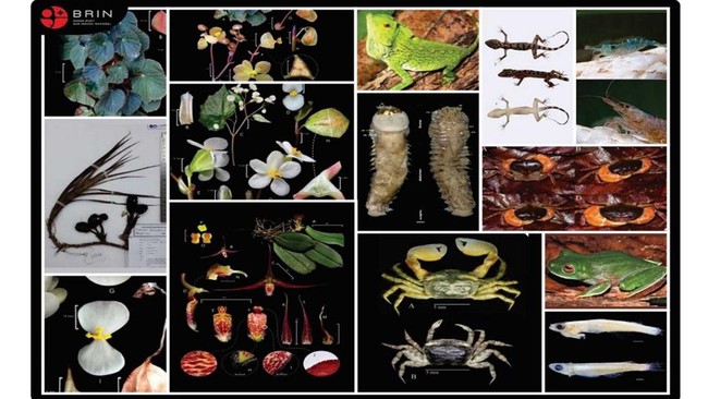 Sulawesi jadi titik temuan taksa atau jenis baru flora dan fauna oleh para pakar BRIN sepanjang 2023. Ada apa dengan wilayah ini?