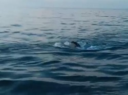 2 Jenazah Diduga ABK KM Putra Sumber Mas Ditemukan di Perairan Kangean
