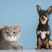 Harta Melimpah, Perempuan Ini Beri Warisan Rp44 Miliar untuk Anjing dan Kucing Peliharaan!